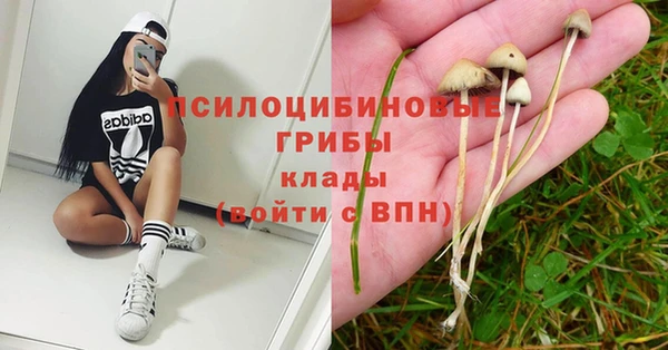 гашик Вяземский